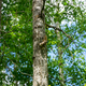 Illustration for article titled Greenwater Provincial Park (picture heavy)